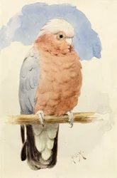 Een Roze Borst Kaketoe, c.1890